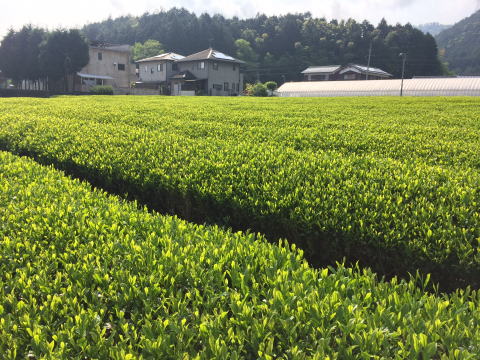 茶畑　5月