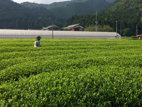 茶畑　5月