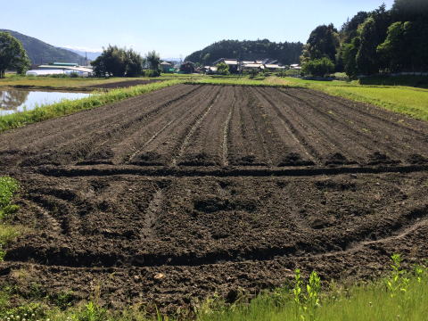 ５月　黒豆を植えるはたけ　2017