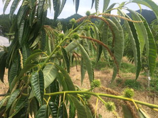 銀寄　イガ　7月初旬