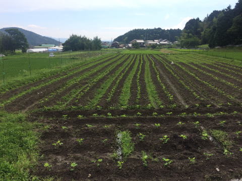 黒豆畑　苗植えから1０日
